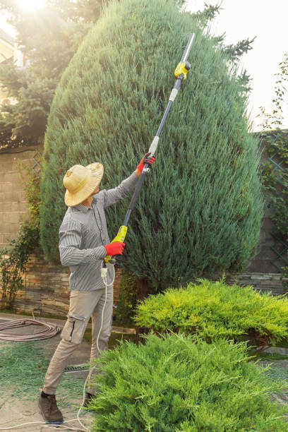 Organic Lawn Care Solutions in South El Monte, CA